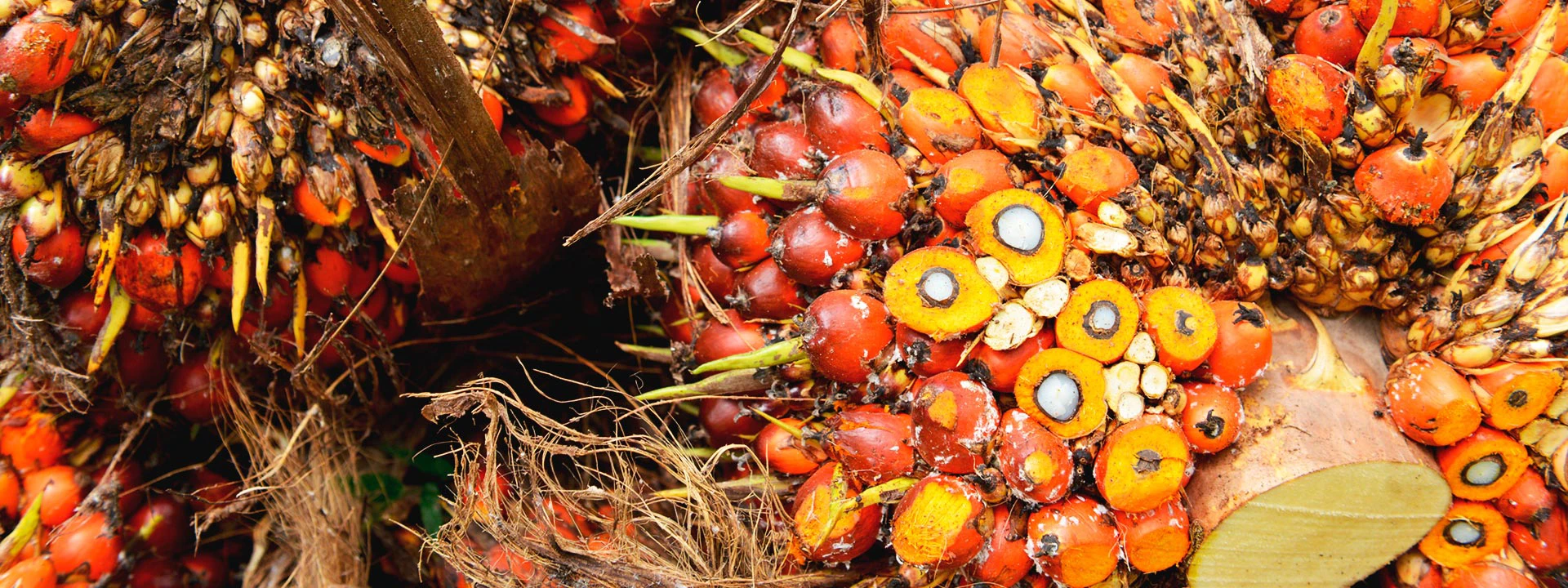 Alicorp, Solidaridad y Nes Naturaleza se unen